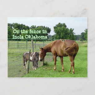Zwei Pferde, auf dem Zaun in Inola Oklahoma Postkarte