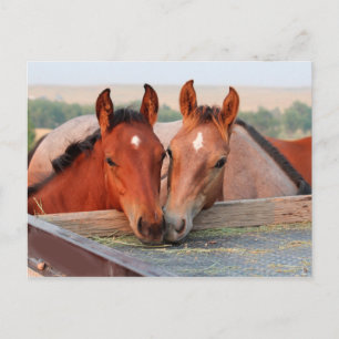 Zwei Pferde auf einer Farm-Postkarte Postkarte