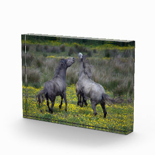 Zwei Pferde Buck and Play Fotoblock