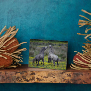 Zwei Pferde Buck and Play Fotoplatte