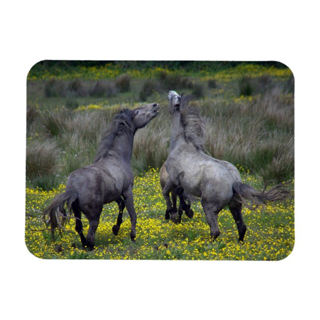 Zwei Pferde Buck and Play Magnet (Horizontal)