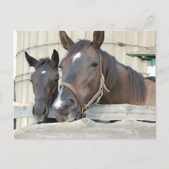 Zwei Pferde Chewin einen Zaun Postkarte (Vorderseite)