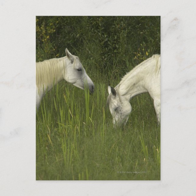 Zwei Pferde fressen Gras Postkarte (Vorderseite)