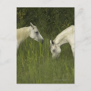 Zwei Pferde fressen Gras Postkarte