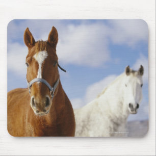 Zwei Pferde Mousepad