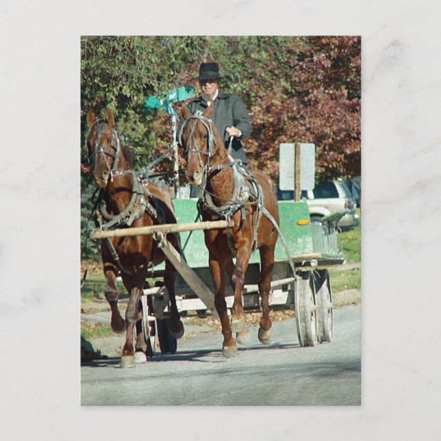 Zwei Pferde Postkarte (Vorderseite)