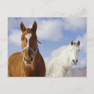 Zwei Pferde Postkarte
