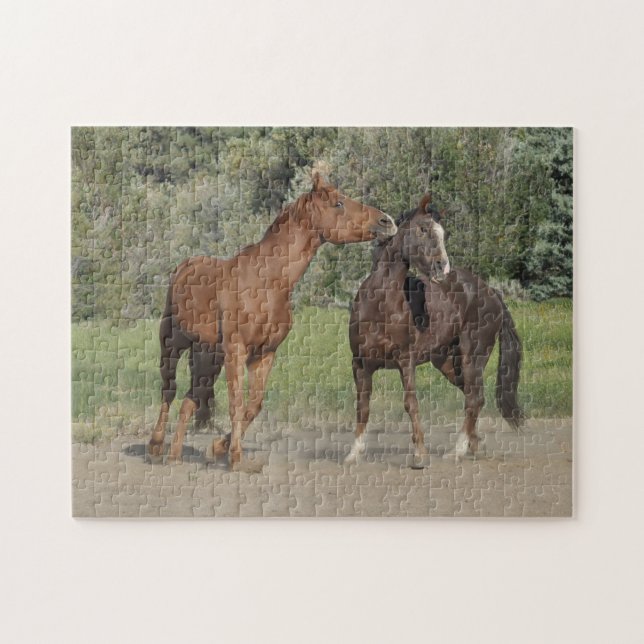Zwei Pferde spielen Puzzle (Horizontal)