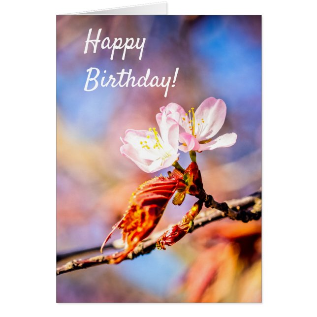 Zwei Phantastische Sakura-Blume. Rosa, blauer Hint (Vorne)