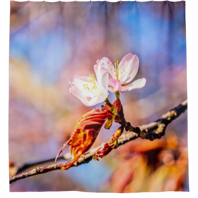 Zwei Phantastische Sakura-Blume. Rosa, blauer Hint Duschvorhang (Vorderseite)