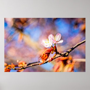 Zwei Phantastische Sakura-Blume. Rosa, blauer Hint Poster