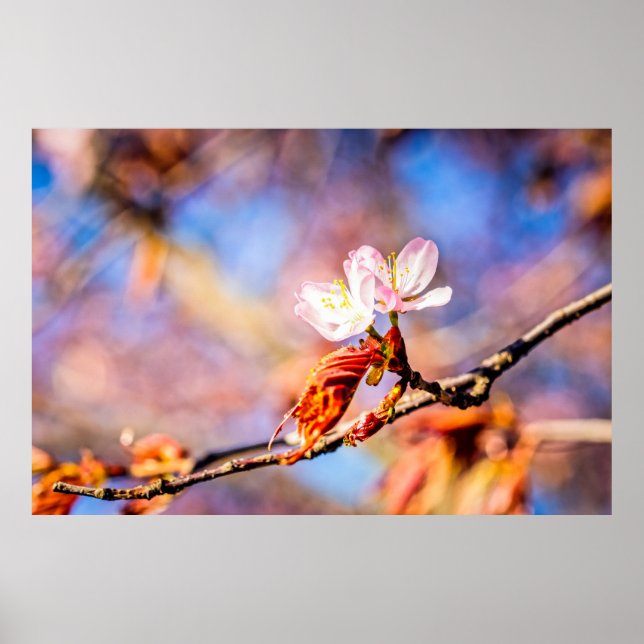 Zwei Phantastische Sakura-Blume. Rosa, blauer Hint Poster (Vorne)