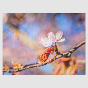 Zwei Phantastische Sakura-Blume. Rosa, blauer Hint Seidenpapier