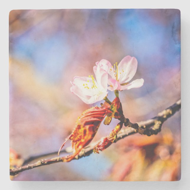 Zwei Phantastische Sakura-Blume. Rosa, blauer Hint Steinuntersetzer (Vorderseite)