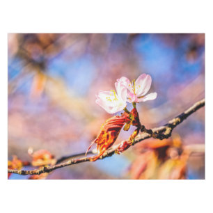 Zwei Phantastische Sakura-Blume. Rosa, blauer Hint Tischdecke