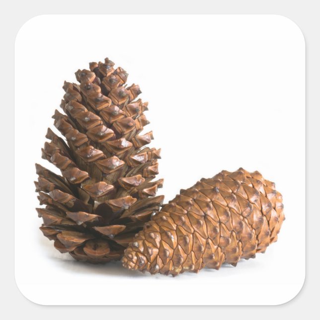Zwei pinecones quadratischer aufkleber (Vorderseite)