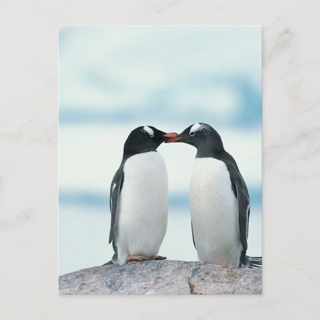 Zwei Pinguine, die Schnäbel berühren Postkarte (Vorderseite)