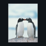 Zwei Pinguine, die Schnäbel berühren Postkarte<br><div class="desc">Zwei Pinguine,  die Schnäbel | Joel Simon | AssetID berühren: dv528026</div>