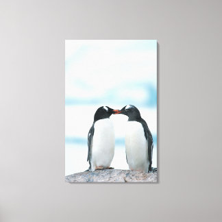 Zwei Pinguine mit Berührungsbaken Leinwanddruck