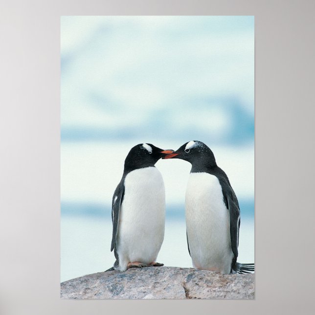 Zwei Pinguine mit Berührungsbaken Poster (Vorne)
