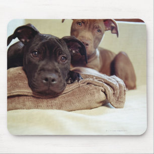 Zwei Pitbullterrier, die zuhause, Nahaufnahme Mousepad