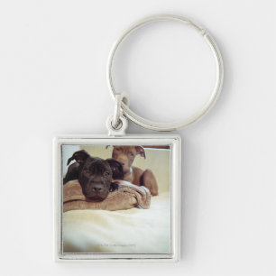 Zwei Pitbullterrier, die zuhause, Nahaufnahme Schlüsselanhänger