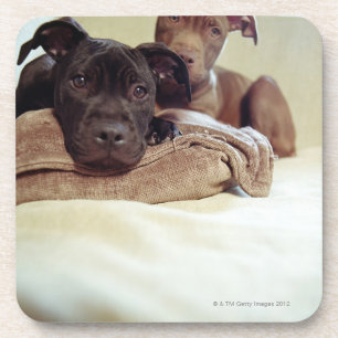 Zwei Pitbullterrier, die zuhause, Nahaufnahme Untersetzer