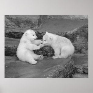 Zwei Polar Bären Cubs Poster