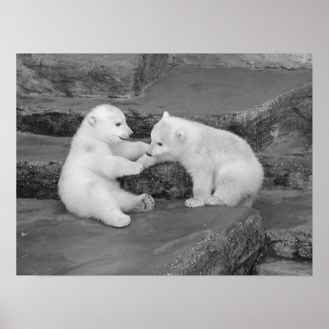 Zwei Polar Bären Cubs Poster (Vorne)