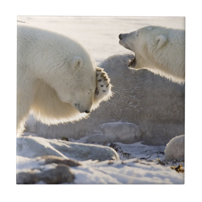Zwei Polarbären Fliese (Vorderseite)