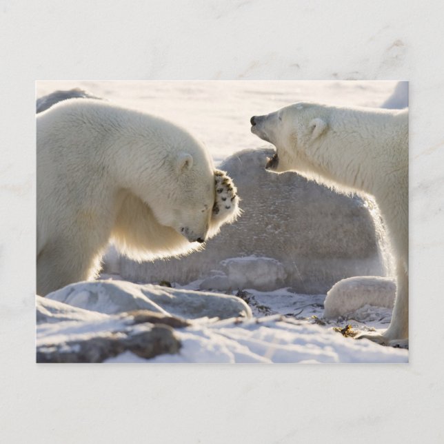 Zwei Polarbären Postkarte (Vorderseite)