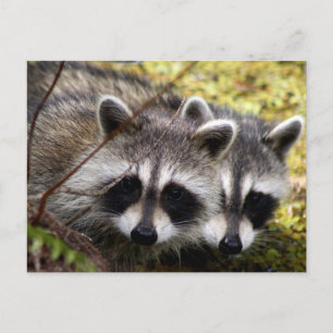 Zwei Raccoons Foto Postkarte