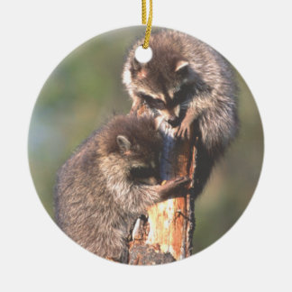 Zwei Racoons auf Stumpf-Verzierung Keramikornament