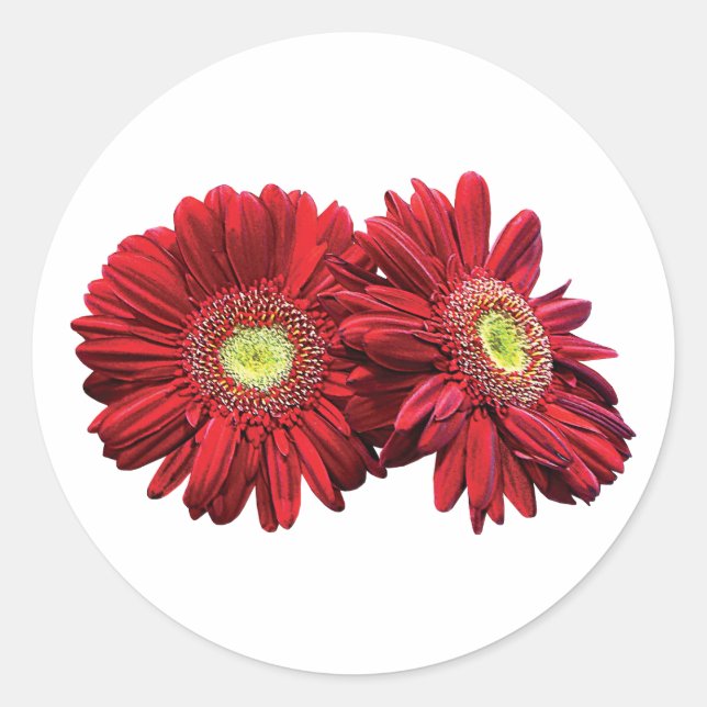 Zwei Red Daisies Runder Aufkleber (Vorderseite)