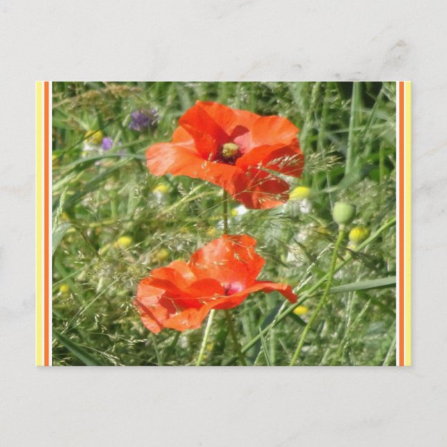 Zwei Red Poppies Wild Blume DIY Postkarte (Vorderseite)