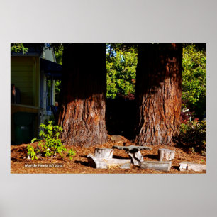 Zwei Redwood Trunks Poster