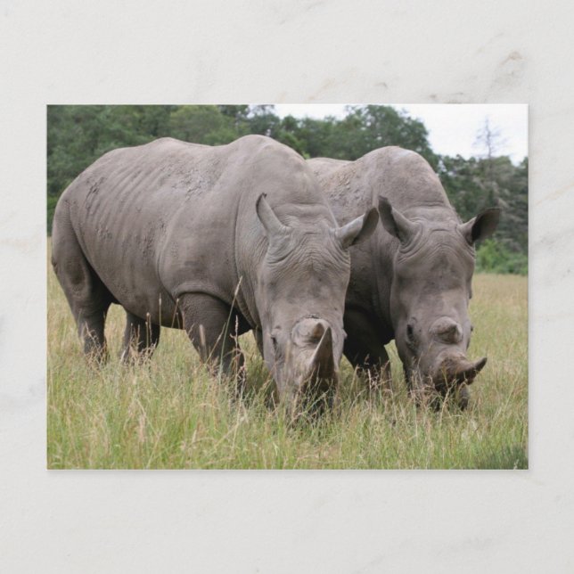 Zwei Rhinos Postcard Postkarte (Vorderseite)