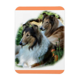 Zwei robuste Colliese Magnet