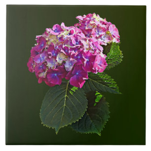 Zwei rosa Hydrangea Fliese