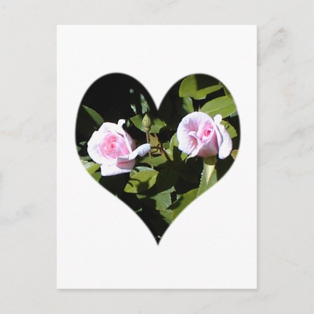 Zwei rosa Rosen im Herzen Postkarte (Vorderseite)