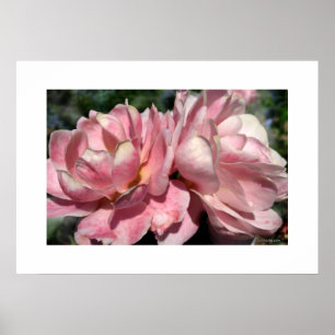 Zwei rosa Roses Poster