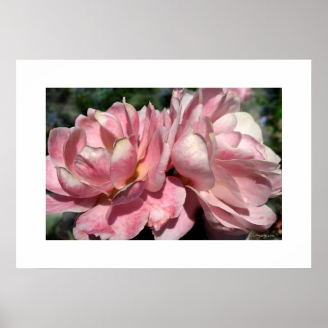 Zwei rosa Roses Poster (Vorne)