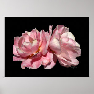 Zwei rosa Roses Poster Schwarz Print