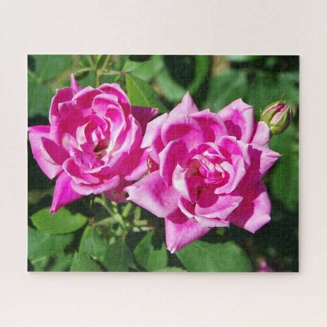 Zwei rosa Roses-Puzzle Puzzle (Horizontal)