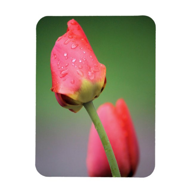 Zwei rosa Tulips Magnet (Vertikal)
