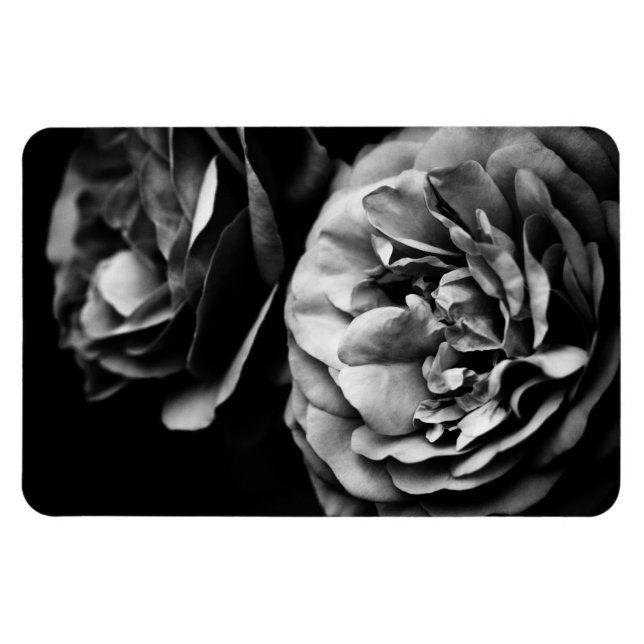 zwei Rose Magnet (Horizontal)