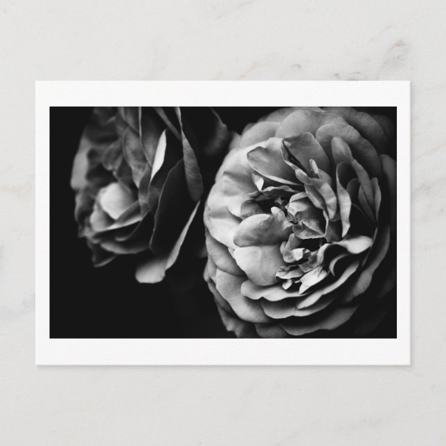 zwei Rose Postkarte (Vorderseite)