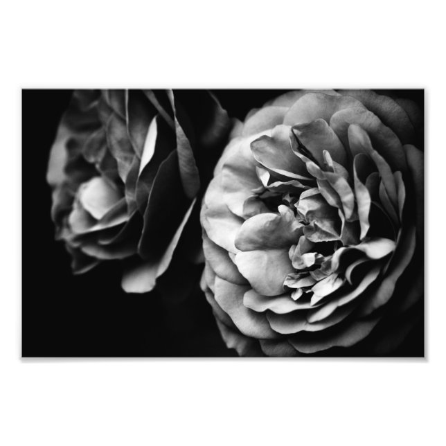 zwei Rosen Fotodruck (Vorne)