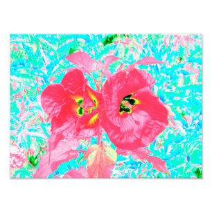 Zwei Rosy Red Coral Pum Crazy Hibiskus auf Aqua Fotodruck