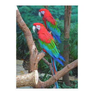 Zwei rot und grüner Winged MacawsAra Chloropterus Leinwanddruck